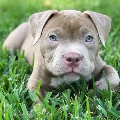 Filhote de Pitbull com olhos esverdeado 