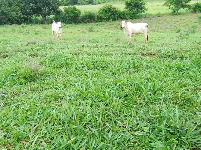 Sitio 11Hectares,Com Área 10.000 m² irrigado,Casa sede de lage,Poço Artesiano,Pastagem..