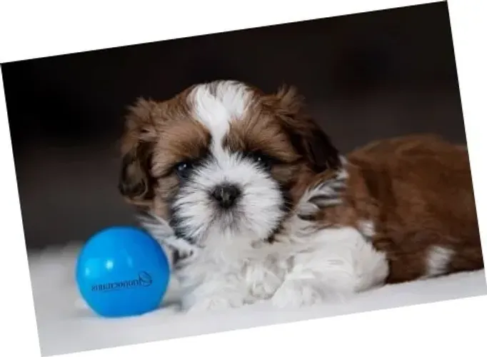 Filhote de Shih-Tzu Fêmea: Um Mundo de Doçura em Cada Pata
