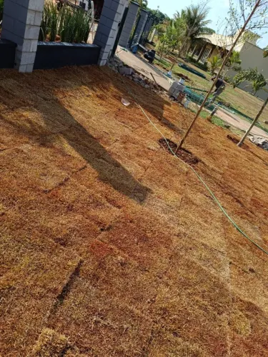 GRAMAS JA PLANTADAS EM PORANGATU E REGIAO