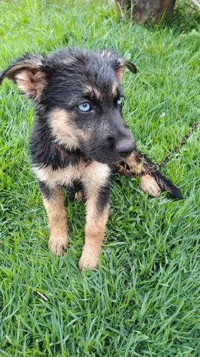 Filhote de Sheep sky