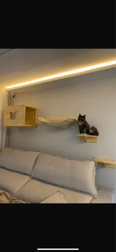 playground para gatos parede minecon 