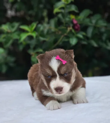 Husky Siberiano | Canil 100% Regularizado