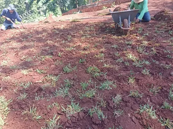 GRAMAS JA PLANTADAS A PARTIR DE BARRA DO GARÇAS E REGIAO..