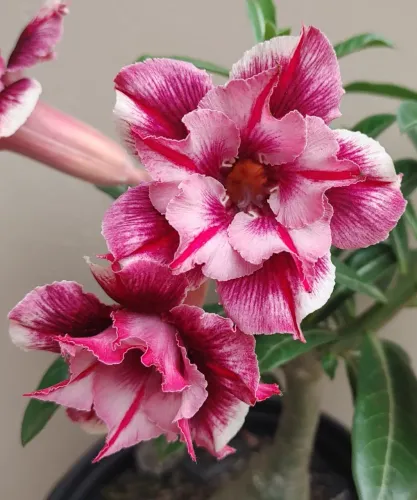 Rosa do deserto