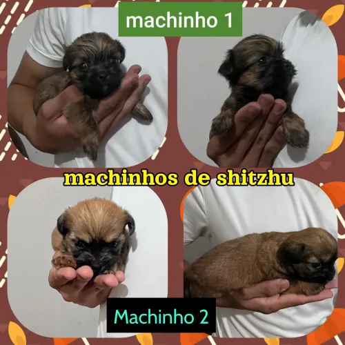 Filhote MACHINHO de shitzhu