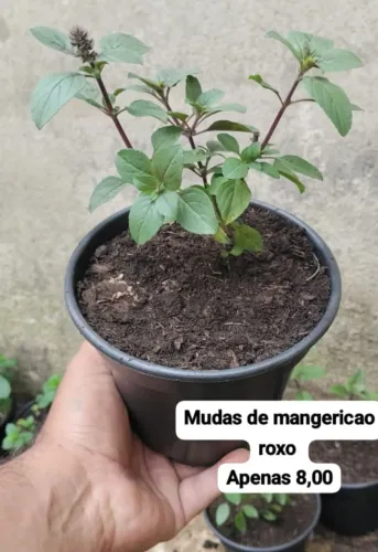 Mangericão roxo no vasinho medio
