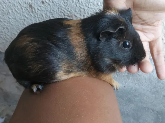 Porquinho da índia 