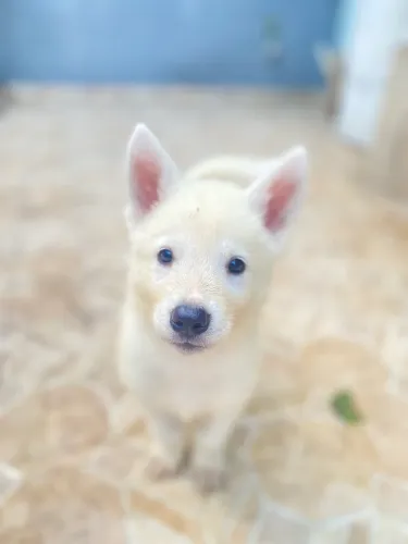 Filhote de Akita