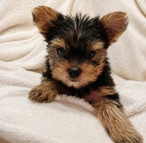 Yorkshire mini baby