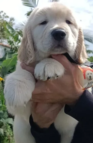 Golden Retriever filhotes 