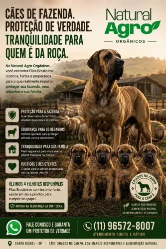 Fila brasileiro de verdade