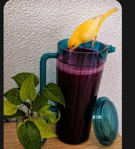 Momentos em delícias tupperware usada uma vez herança pra tomar suco no seu palácio.