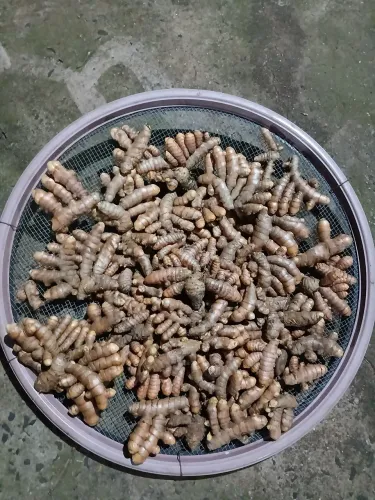 Vende-se Açafrão em pó ou raizes