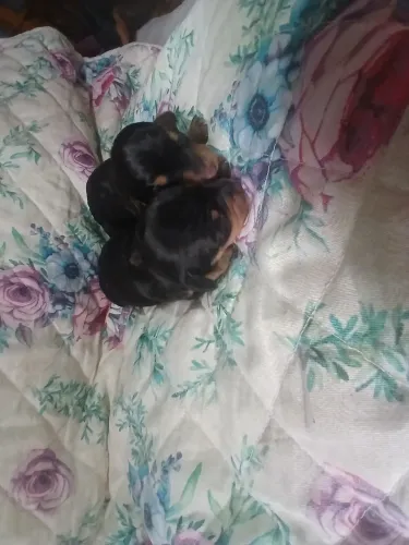 Daschund  um amigo pra ser teu 