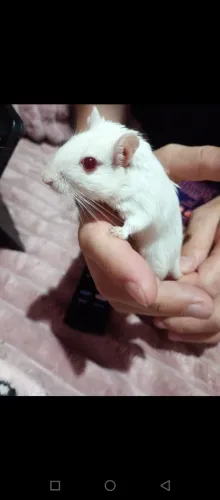 Gerbil, Esquilo da Mangolia