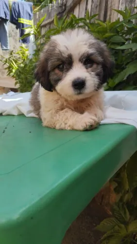 Filhote de Shitzu com Poodle