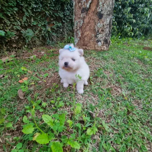 Feminha spitz anã preço nunca praticado