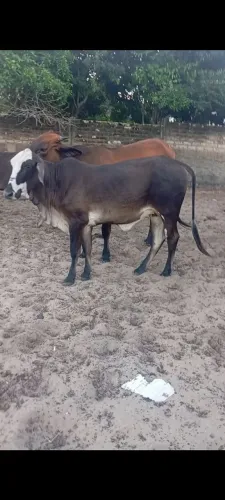 Novilha pra venda 2500