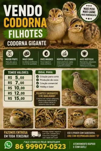 Cordorna em  teresina 