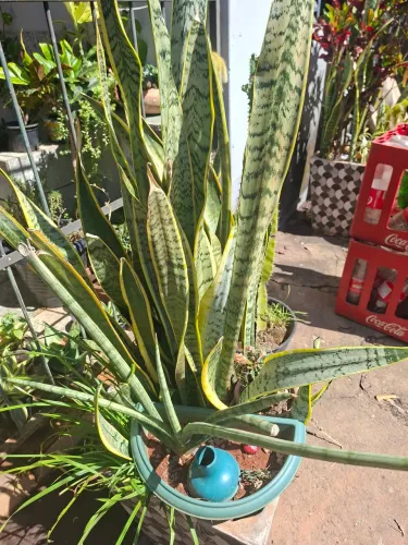 Plantas