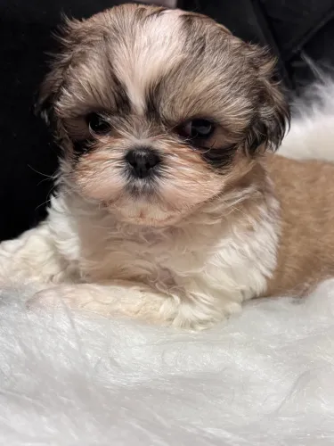 Filhote de Shih Tzu