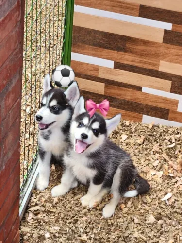 Husky Siberiano,Husky Siberiano Filhote Amoroso com Beleza Marcante e Energia