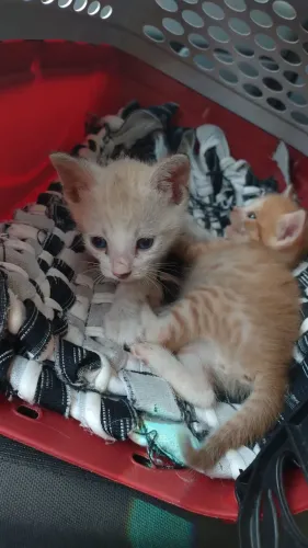 Gatinhos fofinhos p adoção responsável 
