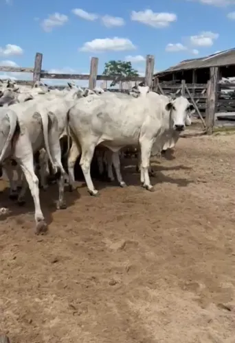 Novilhas e VACA nelore 