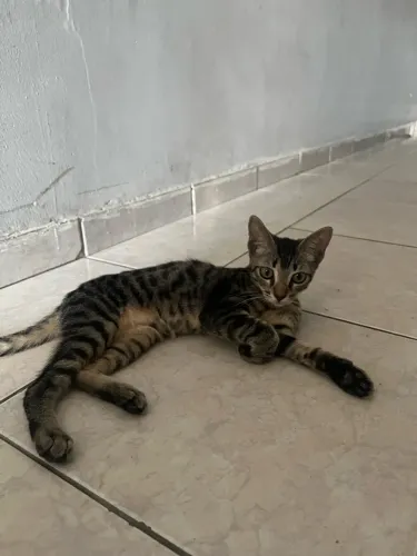 Doação de gato MACHO