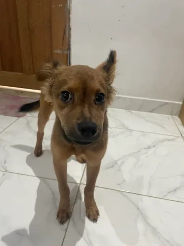 Adote um cachorro filhote