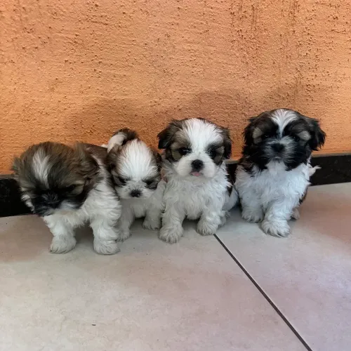 Shih tzu mini raça pura fêmeas e machos