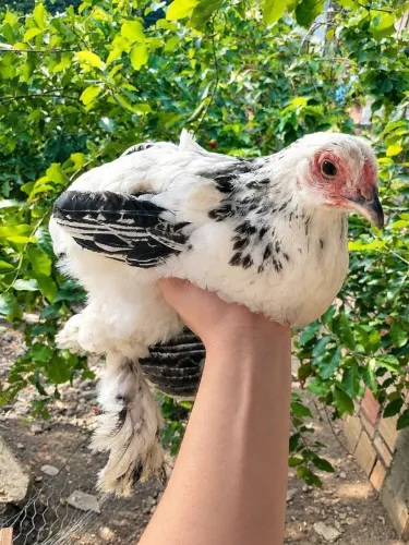Galinha Brahma franga