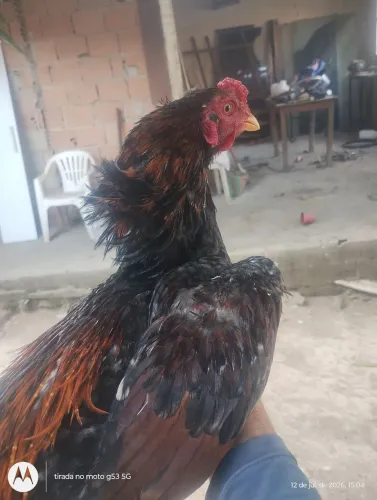 Frango mura