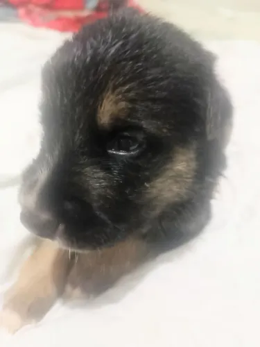 Filhotes de pastor alemão capa preta com husky