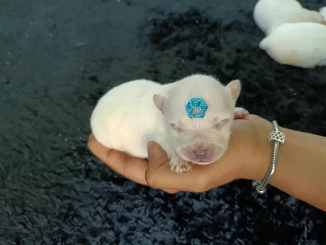 Spitz Alemão - Lulu da Pomerânia