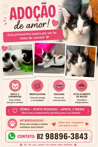 Adoção de gatinha filhote 