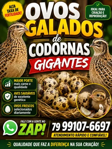 Ovos Galados De Codornas Gigantes