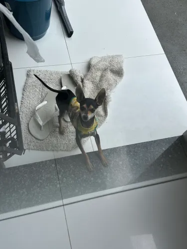 Pinscher