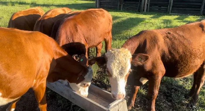 Lote 6 terneiros  Braford 