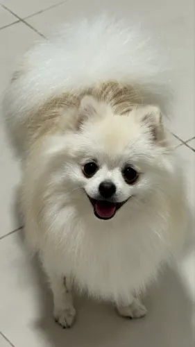 Lulu da Pomerania Anão disponível para monta