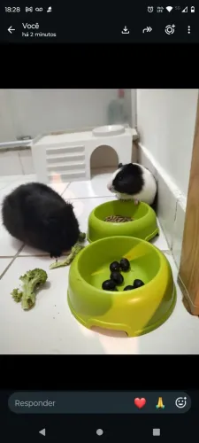 Porquinhas da índia para doação
