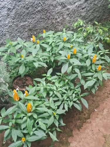 Mudas de camarão amarelo 