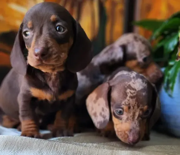 Dachshund Chocolate /Arlequim/Sólido Disponível 