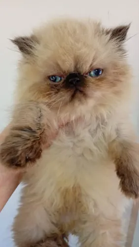 Gato persa