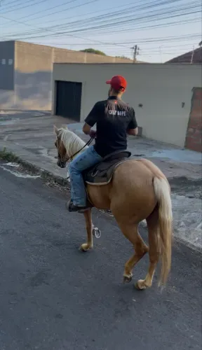 Vendo cavalo quarto de milha 