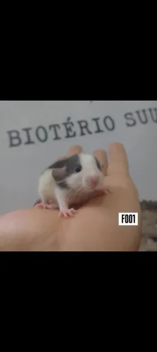 RATO TWISTER NEONATOS RATO BRANCO HAMSTER