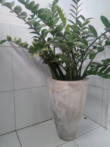 Vaso + planta 