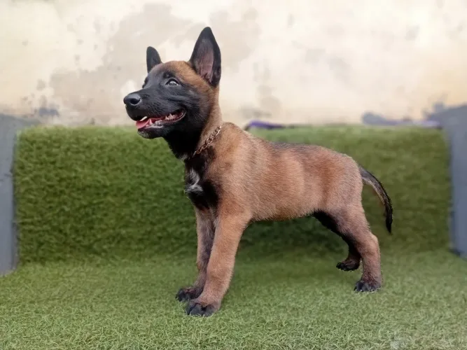 Malinois Disponível - Ideal para Guarda e Proteção