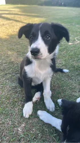 Filhote de Border Collie macho, 3 messes de idade